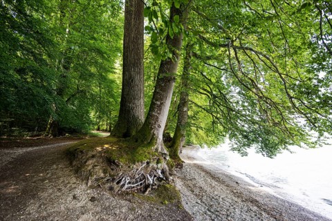 Hiking trail on the lakeshore, near Bodman, Lake Constance, Baden-Württemberg, Germany, Europe