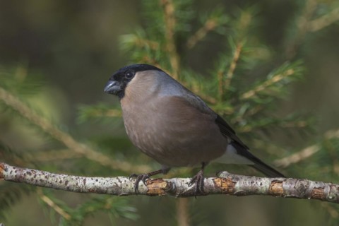 Bullfinch (Pyrrhula pyrrhula) female on a dry branch, Baden-Württemberg, Germany, Europe