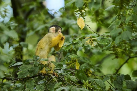 Common squirrel monkey (Saimiri sciureus) in a tree, captive, distribution South America