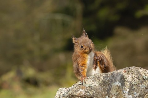 Red squirrel (Sciurus vulgaris) adult animal scratching itself on a dry stone wall, Yorkshire,