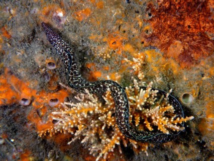Spotted moray (Gymnothorax moringa), dive site Blue Heron Bridge, Phil Foster Park, Riviera Beach,