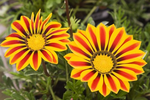 Close-up of yellow and red Gazania flowers in late spring, Quebec, Canada, North America