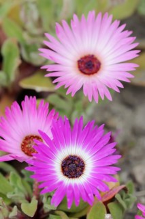 Midday flower (Dorotheanthus bellidiformis), flowers, native to Africa, ornamental plant, North