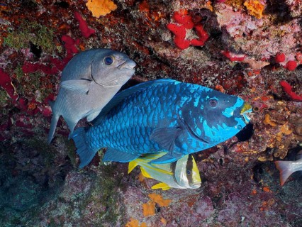 Three fish, including a large Midnight parrotfish (Scarus coelestinus) in a colourful coral reef