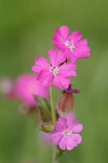 Red campion (Silene dioica), flowers, North Rhine-Westphalia, Germany, Europe