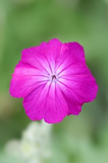 Crown carnation (Lychnis coronaria), flower, ornamental plant, North Rhine-Westphalia, Germany,