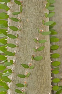 Madagascar Ocotillo (Alluaudia procera), trunk with thorns and leaves, native to Madagascar