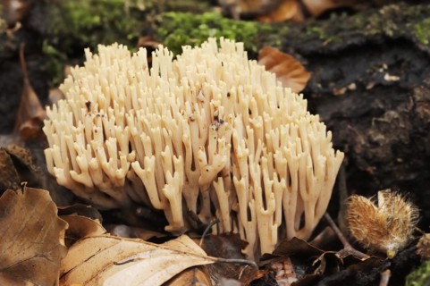 Tricoloured coral or beautiful coral (Ramaria formosa), North Rhine-Westphalia, Germany, Europe