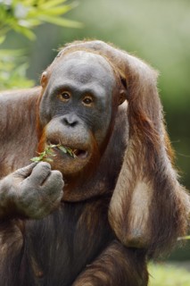 Bornean orangutan (Pongo pygmaeus), captive, occurring on Borneo
