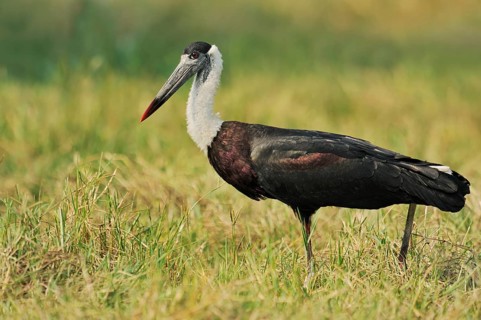 Woolly-necked stork or Asian woolly-necked stork (Ciconia episcopus episcopus), Keoladeo Ghana