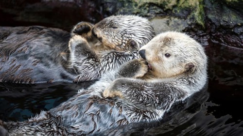 Zwei Seeotter treiben entspannt im Wasser, während sie liebevoll interagieren, Enhydra Lutris,
