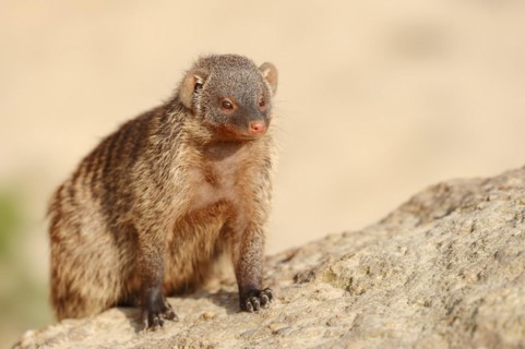 Banded mongoose (Mungos mungo), captive, occurrence in Africa