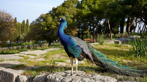 A colourful peafowl (pavo) on ancient stones surrounded by nature and trees, Filerimos, hill not