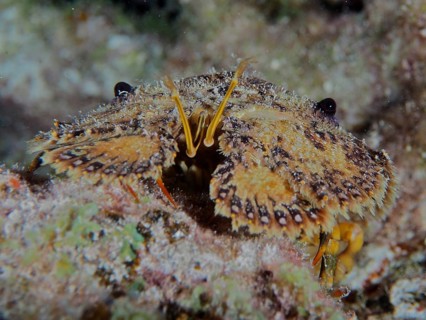 Portrait of American bear crab (Scyllarus americanus) . Dive site John Pennekamp Coral Reef State
