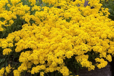 Yellow flowering Aurinia saxatilis, Basket of Gold in spring, Quebec, Canada, North America