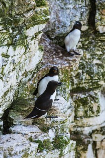 Razorbill, Alca Torda, birds on cliffs, Bempton Cliffs, North Yorkshire, England, United Kingdom,