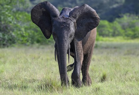 African forest elephant (Loxodonta cyclotis) in a clearing in Loango National Park, Parc National