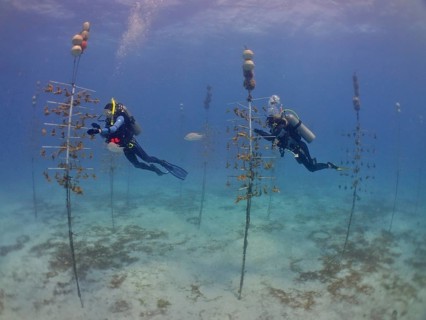 Coral cultivation. Two divers work on planting corals underwater in the ocean. The aim is to grow