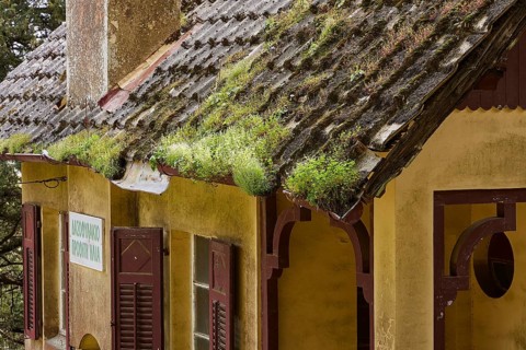 Weathered roof of an old house with plants and a sign in the forest, Big old trees, wild nature,
