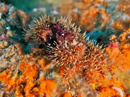 Bristle crab (Pilimnus) on an orange sea sponge. Dive site El Cabron Marine Reserve, Arinaga, Gran