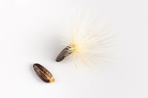 Two seeds, one with an umbrella flyer, of carduus marianus (Silybum marianum) on a white background
