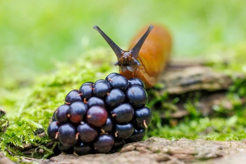 Red slug (Arion rufus), Germany, Europe