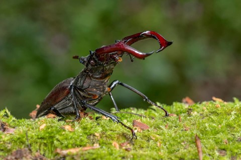 Stag beetle (Lucanus cervus), horned beetle, fire beetle, male with large mandibles, upper jaw,