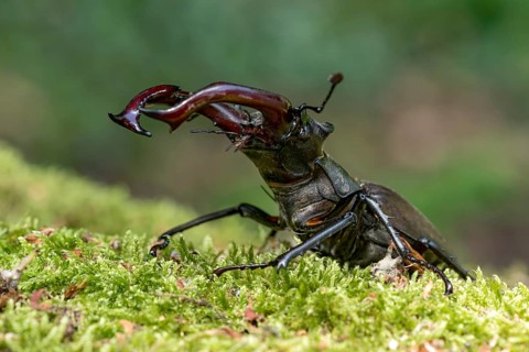 Stag beetle (Lucanus cervus), horned beetle, fire beetle, male with large mandibles, upper jaw,
