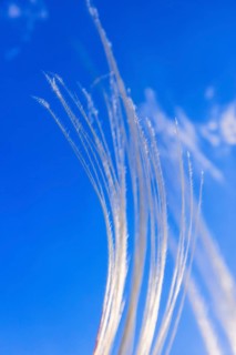 Feather grass (Stipa pennata) swaying in the wind at a blue sunny sky