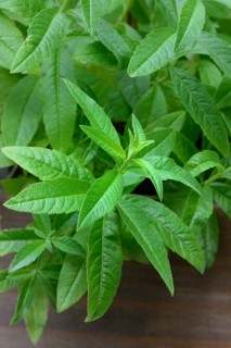 Lemon verbena, plant in pot, Aloysia citrodora