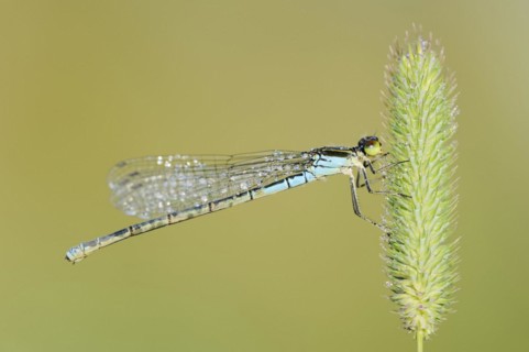 Small red-eyed damselfly (Erythromma viridulum), female, North Rhine-Westphalia, Germany, Europe