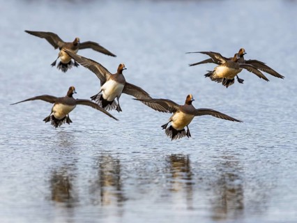 Eurasian Wigeon, Mareca penelope, birds in flight over marshes at winter