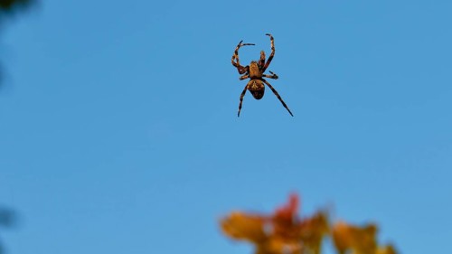 Spider (aranea) hanging in front of a clear blue sky, Strofilia biotope, wetlands, Kalogria,