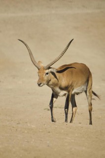 Southern lechwe (Kobus leche) walking in the dessert, captive, distribution Africa