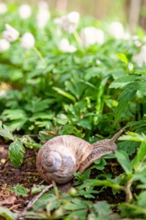 Roman snail (Helix pomatia) on the ground among flowering Wood anemone (Anemone nemorosa) at spring