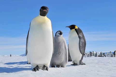 Emperor penguins (Aptenodytes forsteri), Pair with Chick, Snow Hill Island, Antartic Peninsula,