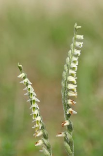 Autumn spiralis (Spiranthes spiralis), small orchids, very rare, two panicles on a nutrient-poor
