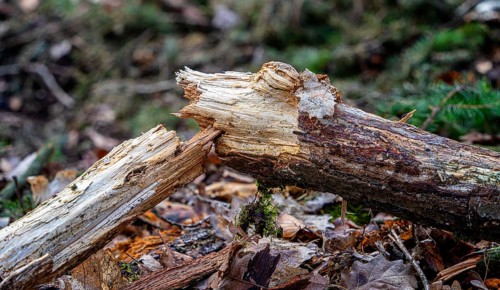 Detailed photo, forestry and clearing in the forest, Berlin, Germany, Europe