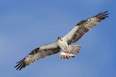Western osprey (Pandion haliaetus) flying with preyed fish, Everglades National Park, Florida, USA,
