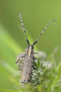 Scheckhorn thistlebuck or nettlebuck (Agapanthia villosoviridescens), North Rhine-Westphalia,