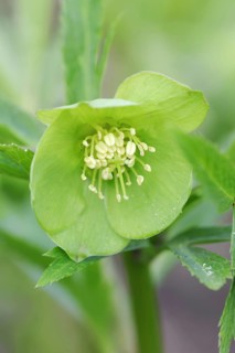 Green hellebore (Helleborus viridis), flower, North Rhine-Westphalia, Germany, Europe