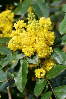 Common mahonia or thorn-leaved mahonia (Mahonia aquifolium), flowering, ornamental shrub, North