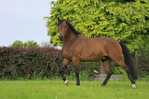 Westphalian Warmblood, Westphalian