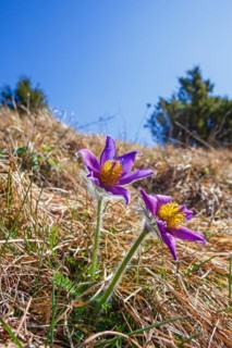 Flowering Pasqueflower (Pulsatilla vulgaris) on a meadow in early spring