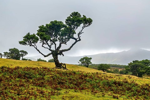 Einsamer Baum auf einer nebligen Hügellandschaft unter einem bewölkten Himmel, Lorbeerwald, Fanal,