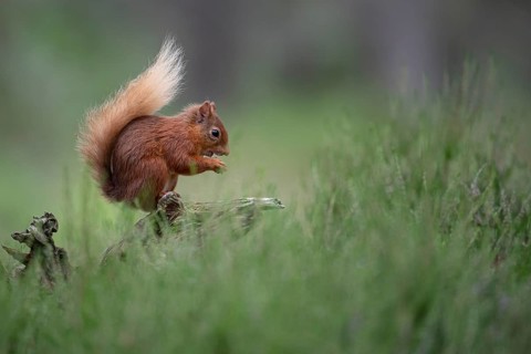 Squirrel (Sciurus), forest, Aviemore, Scotland, Great Britain