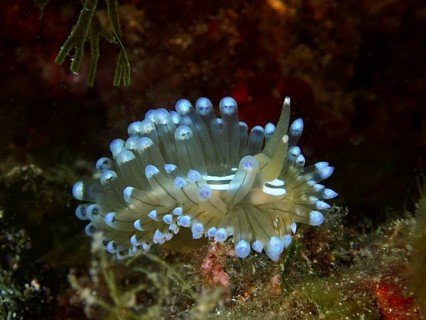Striped Thick-billed Slug (Janolus Scalloped ribbonfish) with blue tips in a green underwater