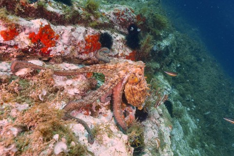 A Common Octopus (Octopus vulgaris) climbs over the rocks and the crest of a reef. Dive site Cap de