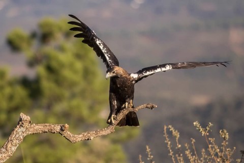 Iberian Eagle (Aquila adalberti), Spanish imperial eagle, Extremadura, Castilla La Mancha, Spain,