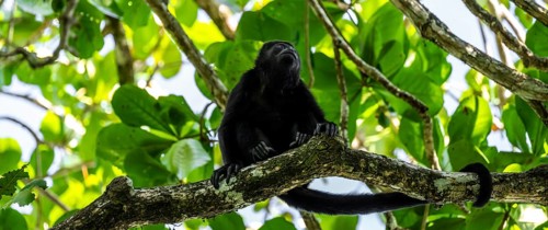 Mantled howler (Alouatta palliata) sitting in a tree, Cahuita National Park, Costa Rica, Central